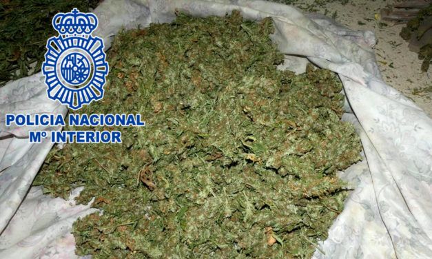 La Policía Nacional desmantela una plantación y secadero de marihuana en Jaén