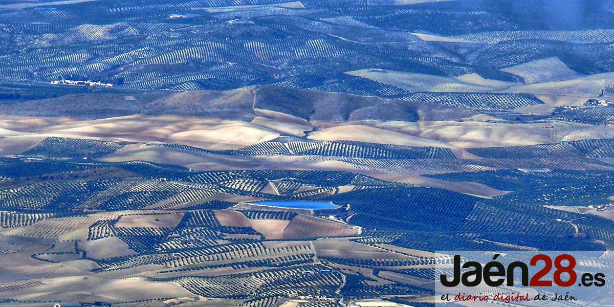 La producción de aceite en Jaén para la próxima campaña será de 200.000 toneladas, un 60% menos que la anterior