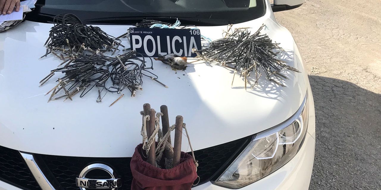 La Policía de la Junta denuncia a un vecino de Jaén por la captura de aves fringílidas de manera ilegal