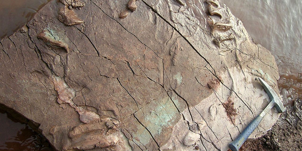 Investigadores de las Universidades de Jaén y Valencia descubren huellas de tortugas fósiles de hace 227 millones de años situadas en la Cordillera Ibérica
