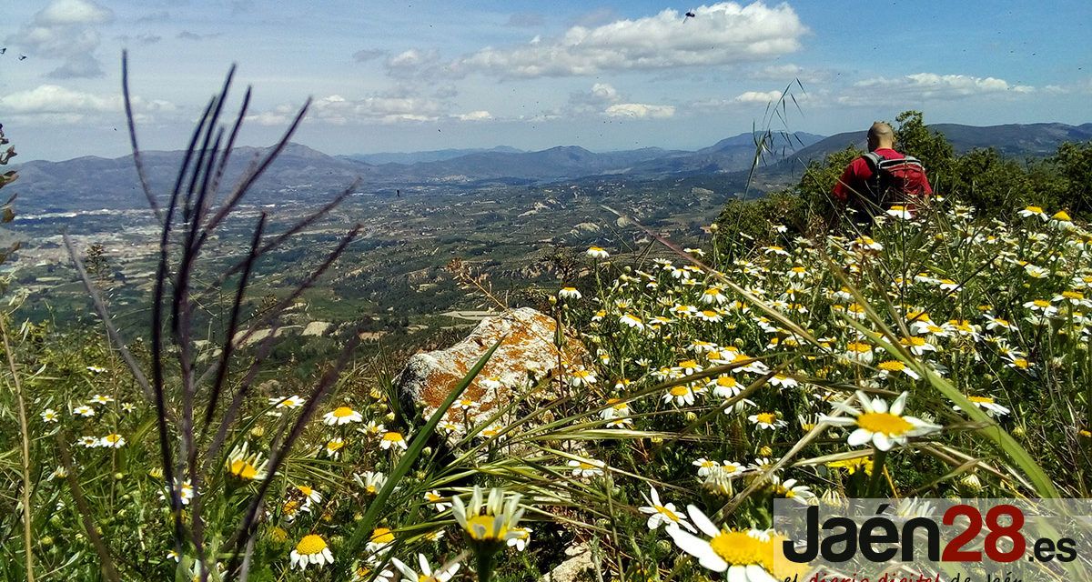 La web del Complejo Hospitalario de Jaén reanudó ayer su información sobre los niveles de polen durante esta primavera