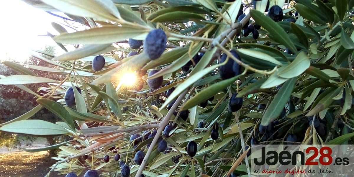 La Universidad de Jaén organizará el primer premio que valorará las bondades saludables y el flavor de los aceites de oliva