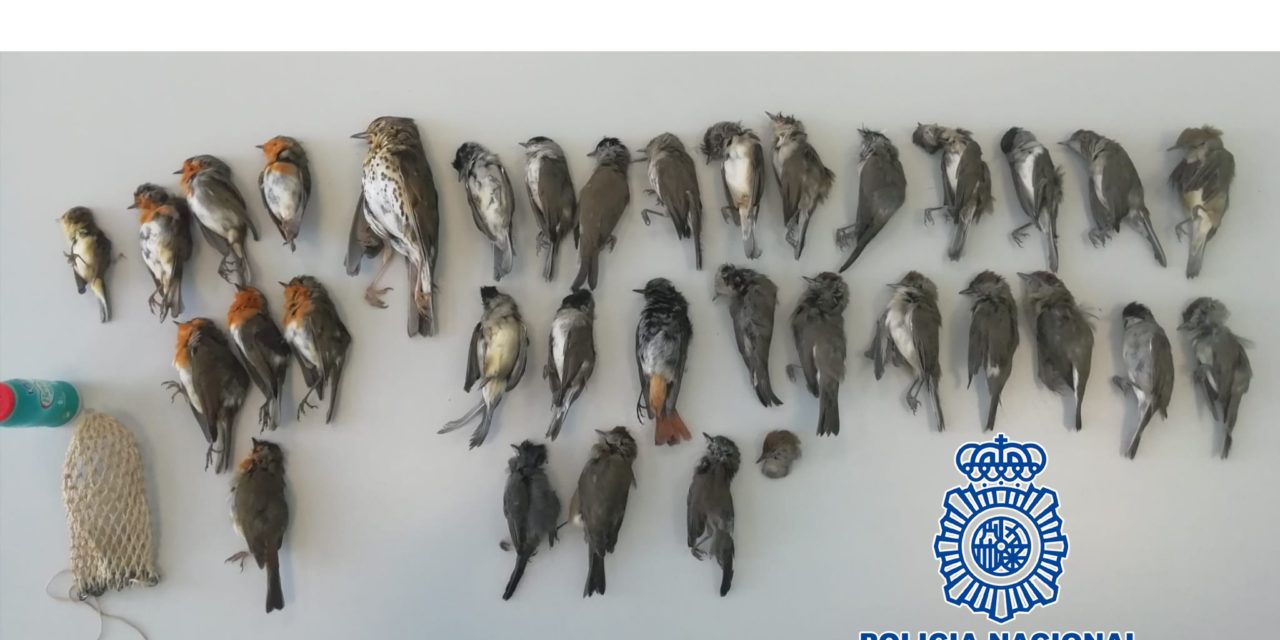 SUCESOS | La Policía Nacional intercepta en Jaén a un cazador furtivo con 34 aves en peligro de extinción