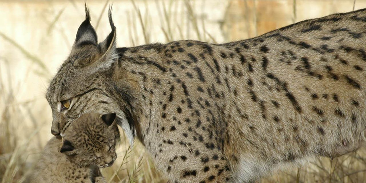 El 70% de los linces censados en territorio español se halla en los 4 núcleos andaluces