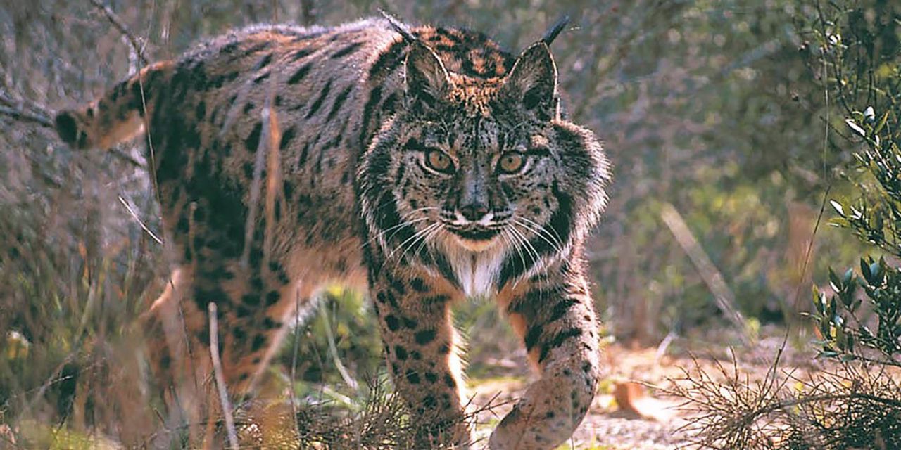 La población del lince en Andalucía crece un 10,7% y alcanza el récord de 506 ejemplares