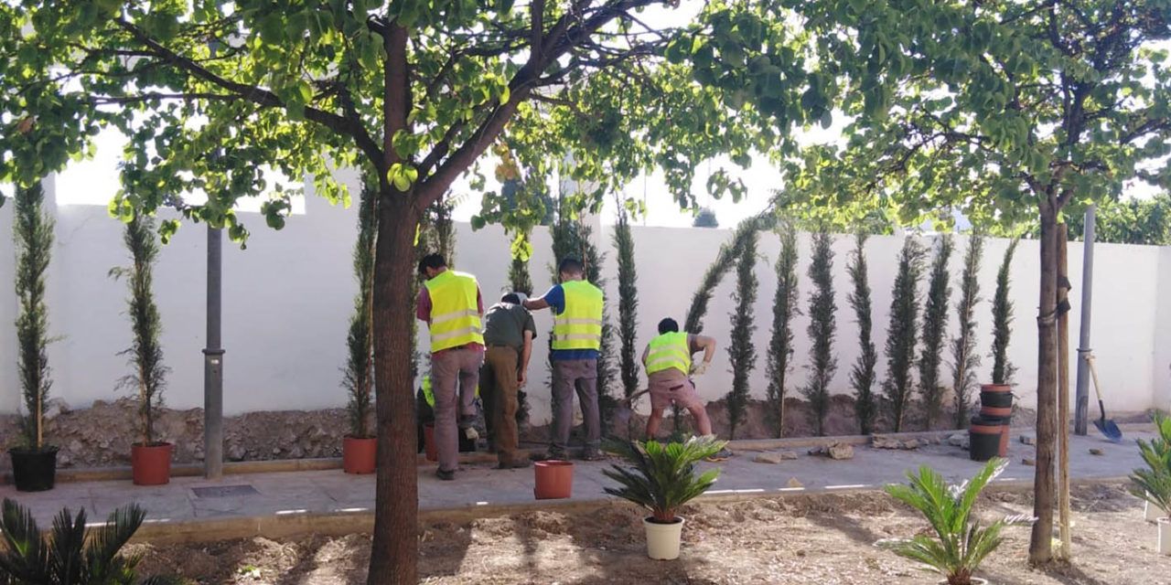 El Ayuntamiento continúa con la plantación de árboles de gran porte para sombra en La Alameda y en el parque de las Cruces, en los barrios de Belén y Loma del Royo