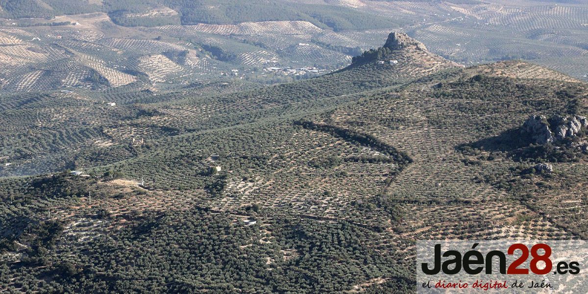 La Universidad de Jaén seguirá apoyando la candidatura Paisajes del Olivar a Patrimonio Mundial y está dispuesta a retomarla con circunstancias favorables