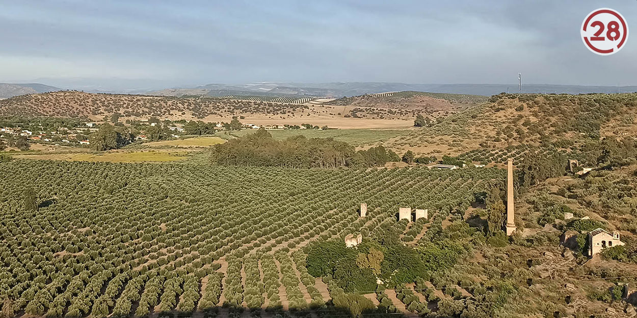 La oposición de los agricultores tumba la candidatura a Patrimonio Mundial de los Paisajes del Olivar